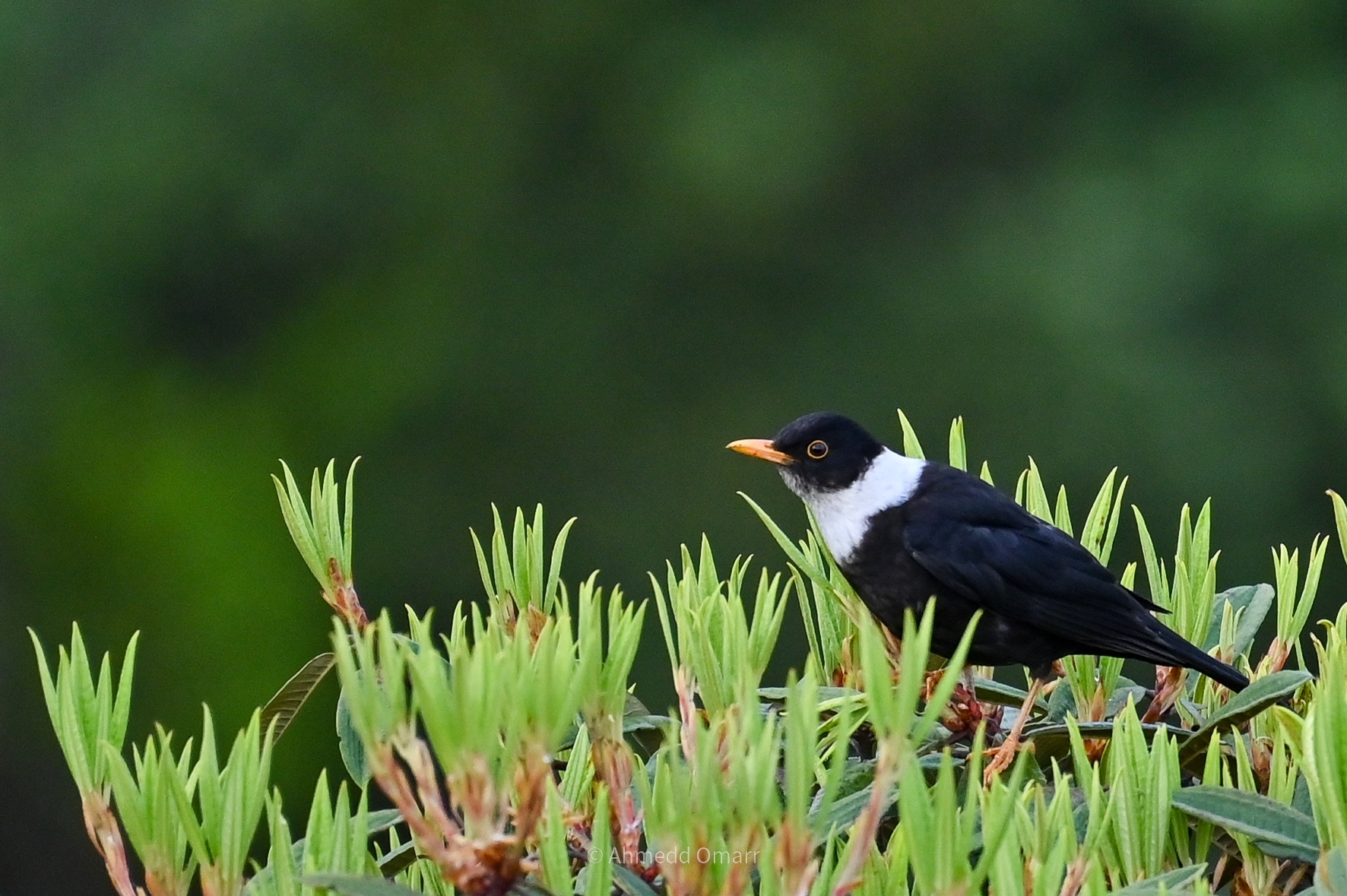 White-collared Blackbird (Turdus albocinctus), photo 4