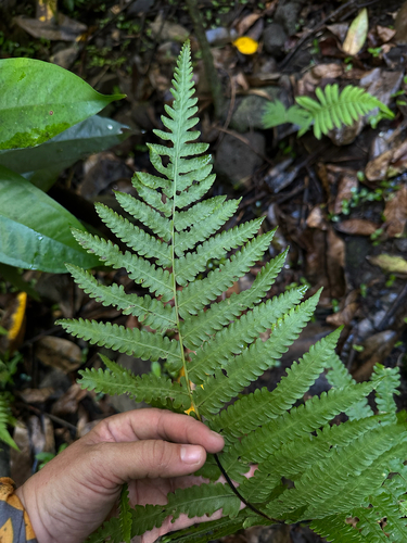 Reholttumia hudsoniana observed 2025-05-21