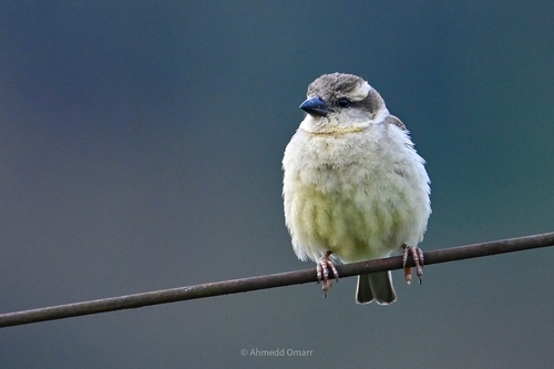Russet Sparrow (Passer cinnamomeus), photo 5