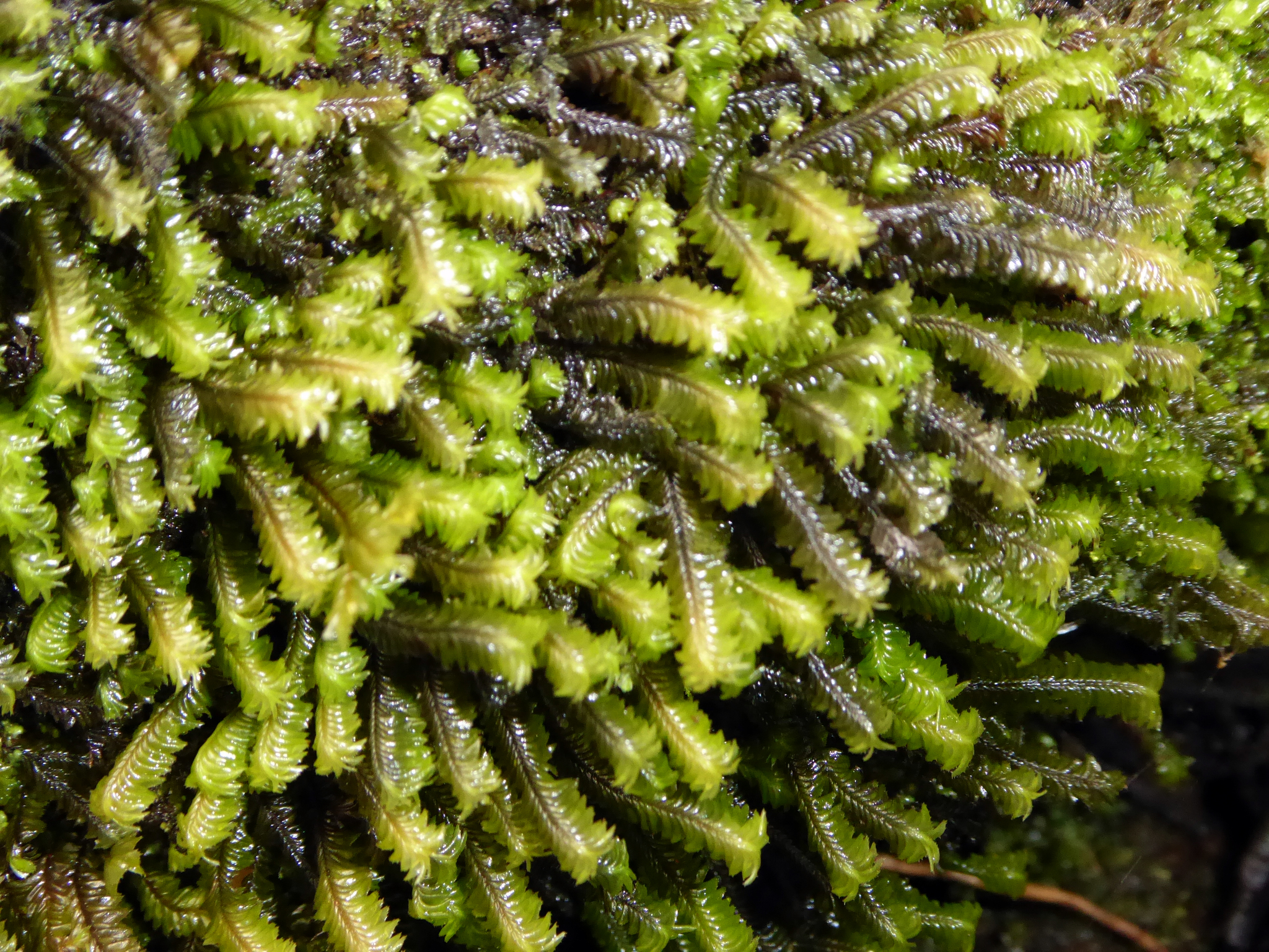Plagiochila bazzanioides