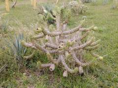 Austrocylindropuntieae