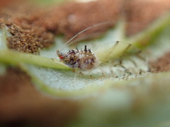 Drepanaphis acerifoliae