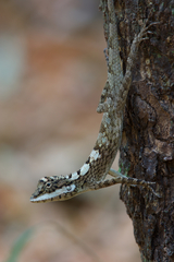 Calotes ceylonensis