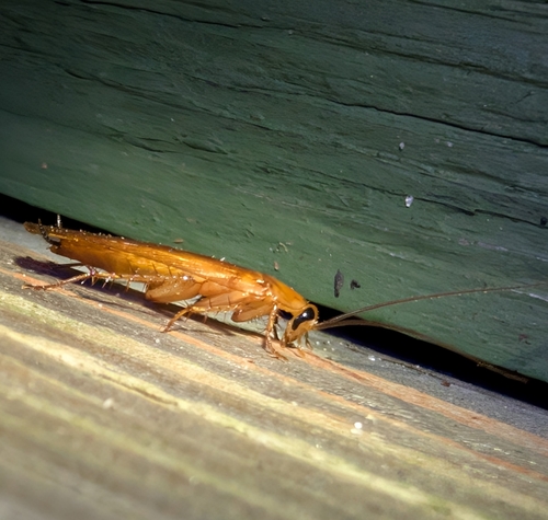Fulvous Wood Cockroach photo 3