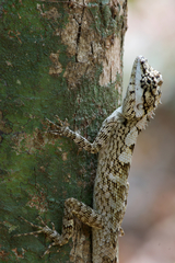 Calotes ceylonensis