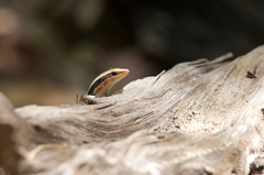 Eutropis madaraszi
