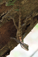 Calotes ceylonensis