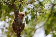 Macaca sinica sinica