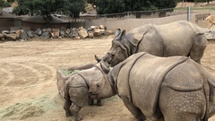 Rhinocerotidae
