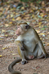 Macaca sinica sinica