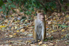 Macaca sinica sinica