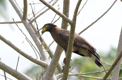 Spilornis cheela spilogaster