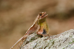 Otocryptis nigristigma