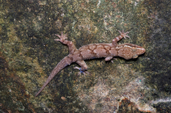 Hemidactylus depressus