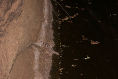 Hemidactylus depressus