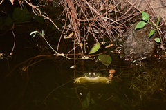 Euphlyctis hexadactyla