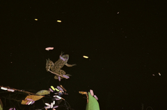 Euphlyctis hexadactyla