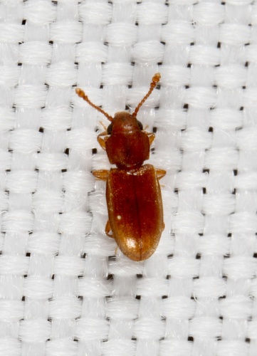 Foreign grain beetle photo 3