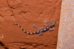 Hemidactylus depressus