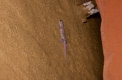 Hemidactylus depressus