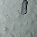 Compsoctena