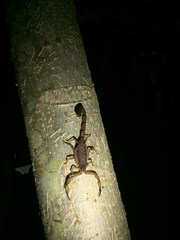 Centruroides flavopictus