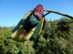 Chalcolepidius rubripennis