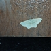 Traminda mundissima