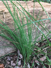 Allium schoenoprasum