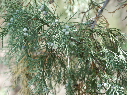 Rocky Mountain Juniper