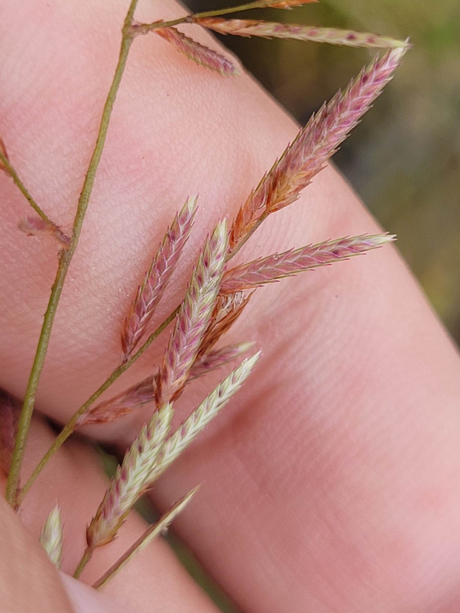 Eragrostis maypurensis