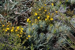 Hibbertia aurea