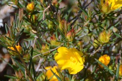 Hibbertia aurea