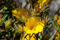 Hibbertia aurea