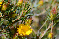 Hibbertia aurea