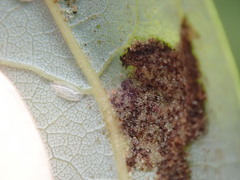 Eriophyes aceris