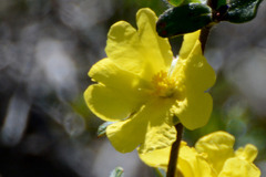 Hibbertia commutata