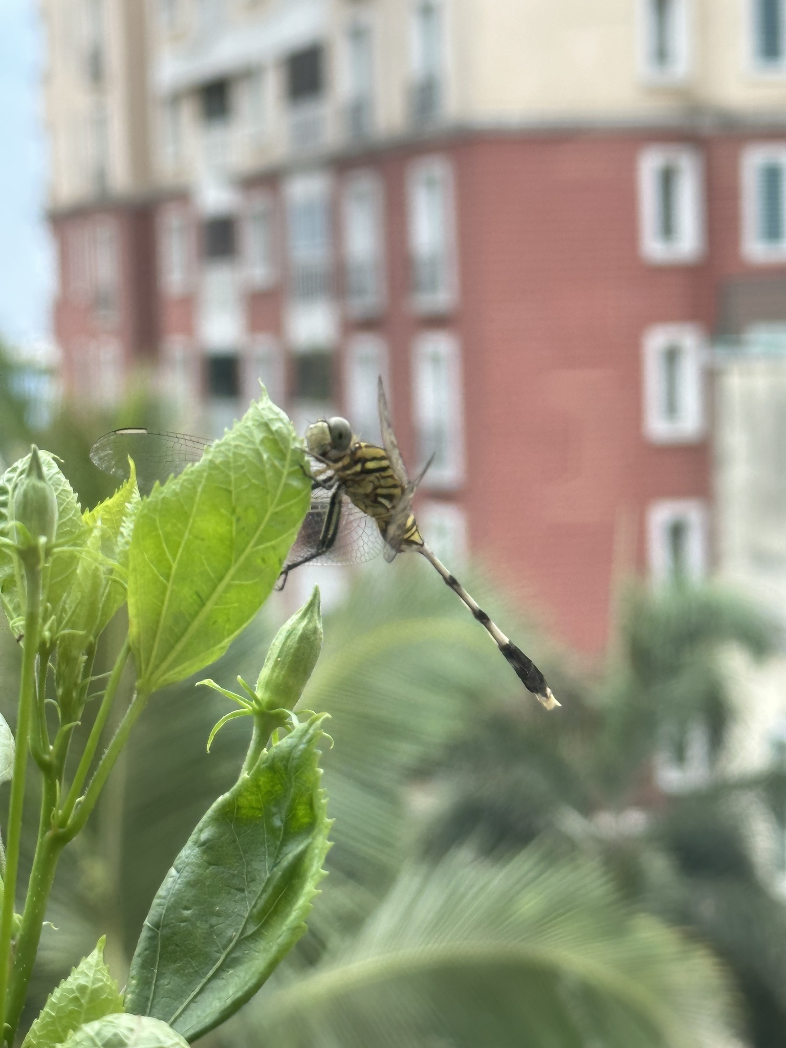 Slender Skimmer