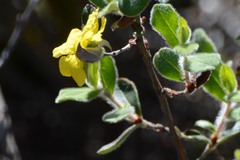 Hibbertia commutata