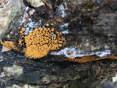 Trichia varia