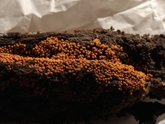Trichia varia
