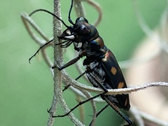 Cosmodela aurulenta