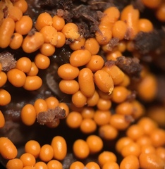 Trichia varia