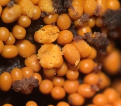 Trichia varia