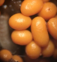 Trichia varia