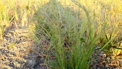 Agrostis scabra