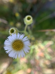 Erigeron morrisonensis