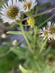 Erigeron morrisonensis