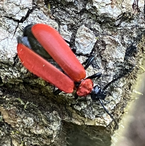 Scharlachroter Feuerkäfer