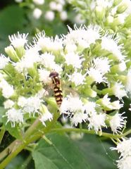 Epistrophella emarginata